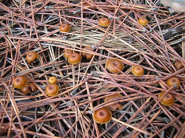 Xeromphalina cauticinalis   (Fr.)  Kühner & Maire